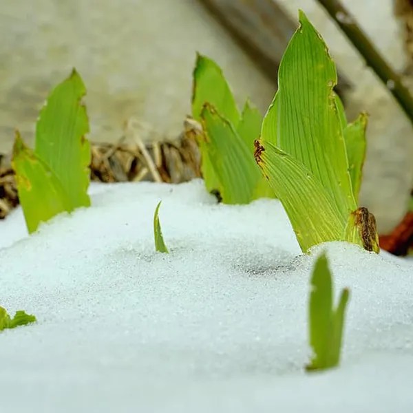 Searles How to protect plants from frost damage
